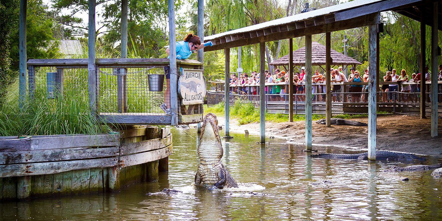 alligator main 1440x720